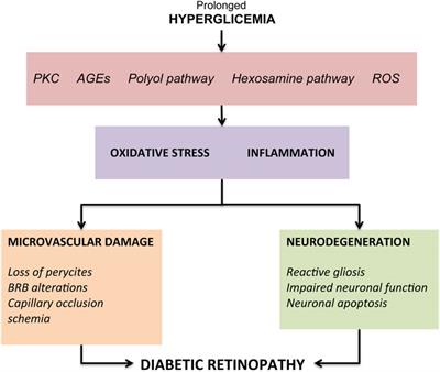 Autophagy: A Novel Pharmacological Target in Diabetic Retinopathy